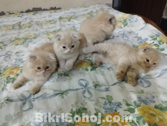 Persian kittens